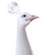 Mr Peacock by Havas Worldwide
