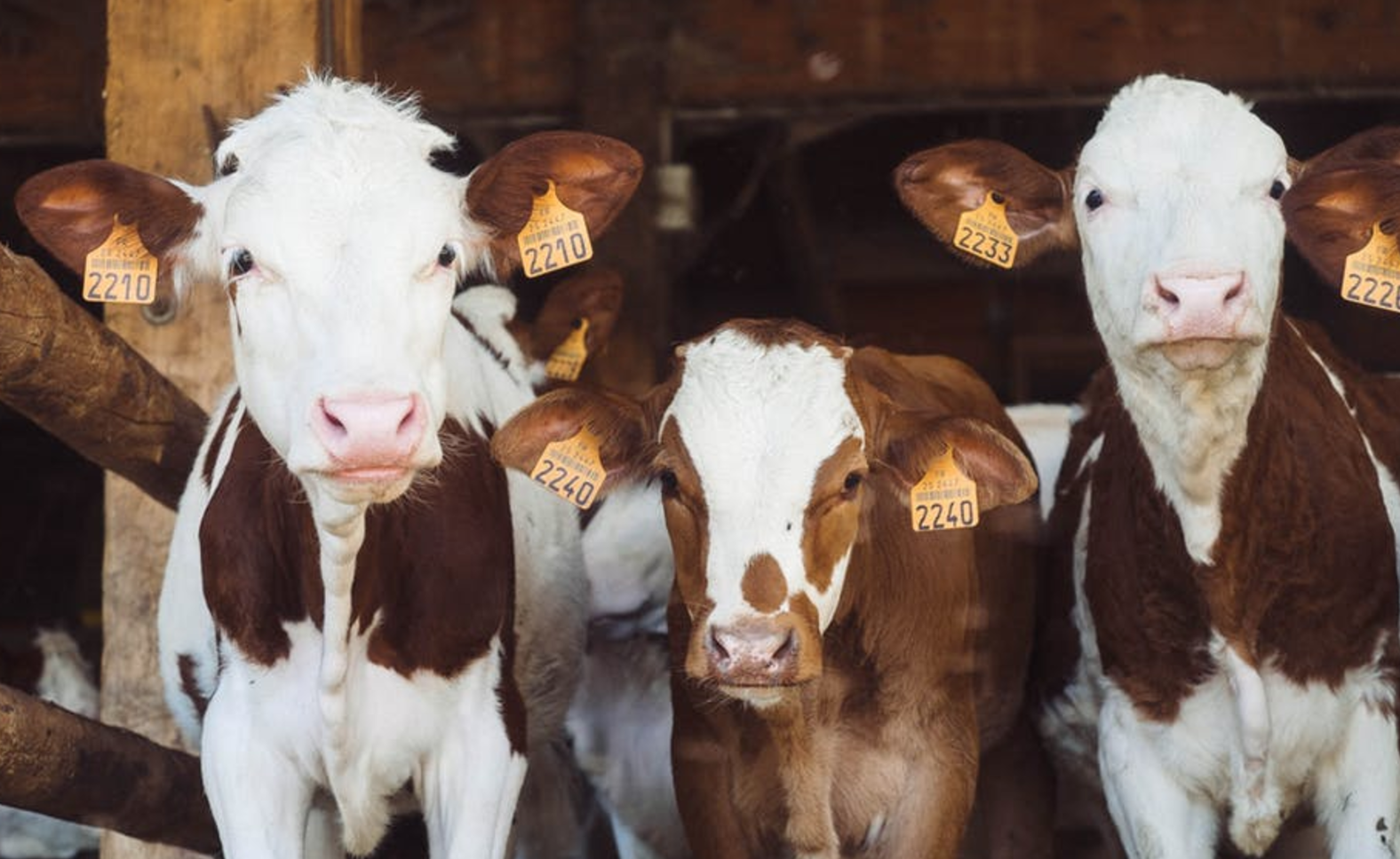 Chinese partner FrieslandCampina heeft gat in portemonnee