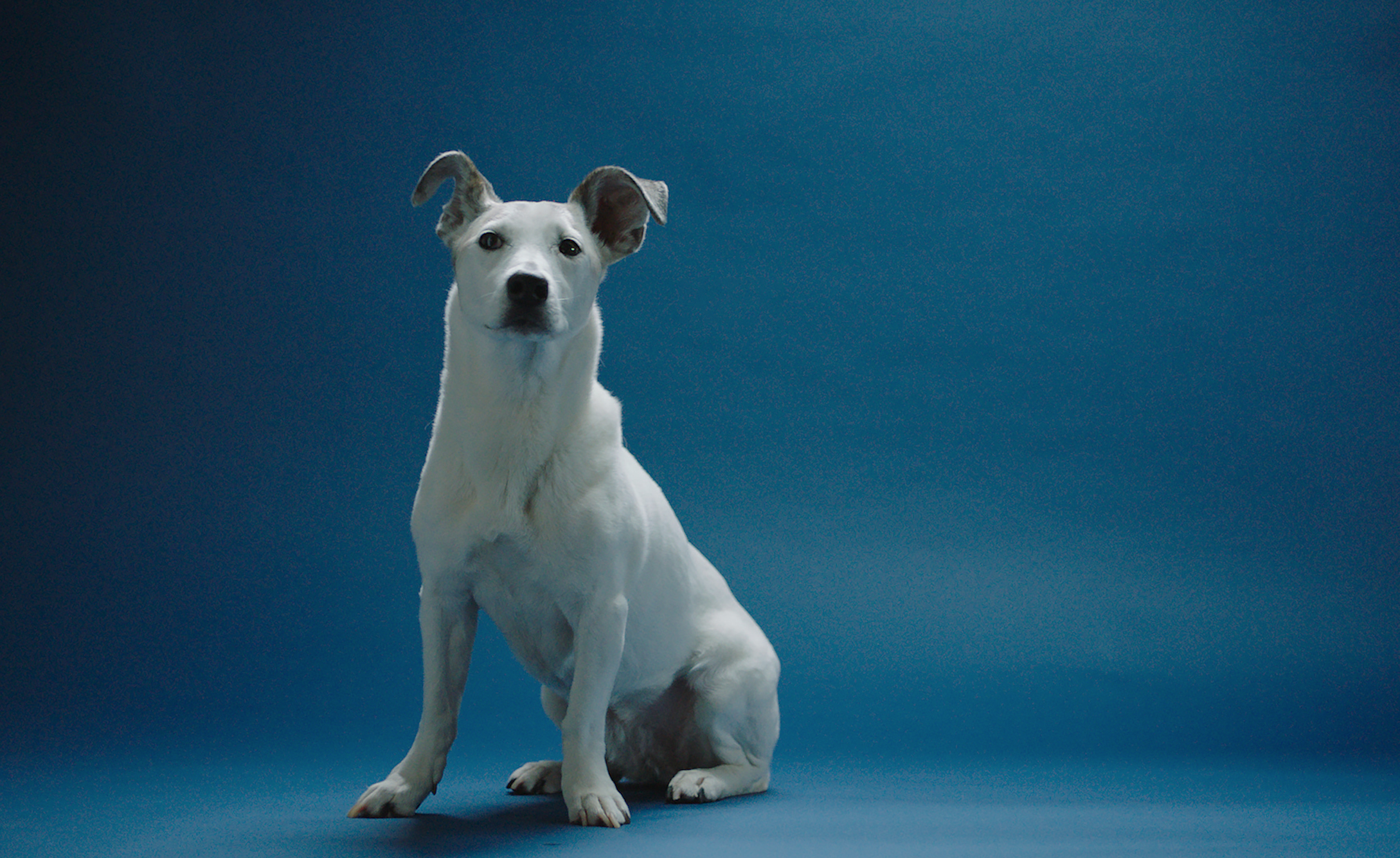 Hond helpt mens