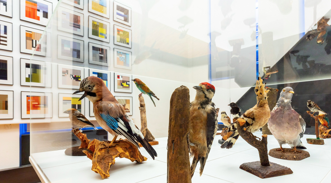 Studio 212 Fahrenheit maakt abstracte vogels