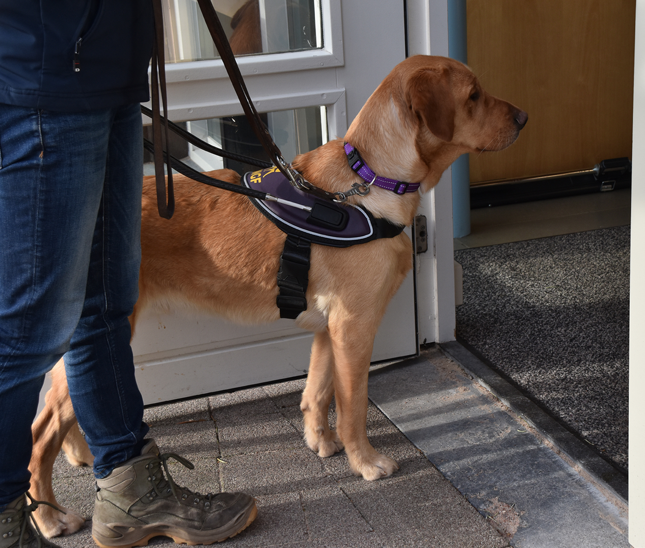 Deur staat op kier voor geleidehond