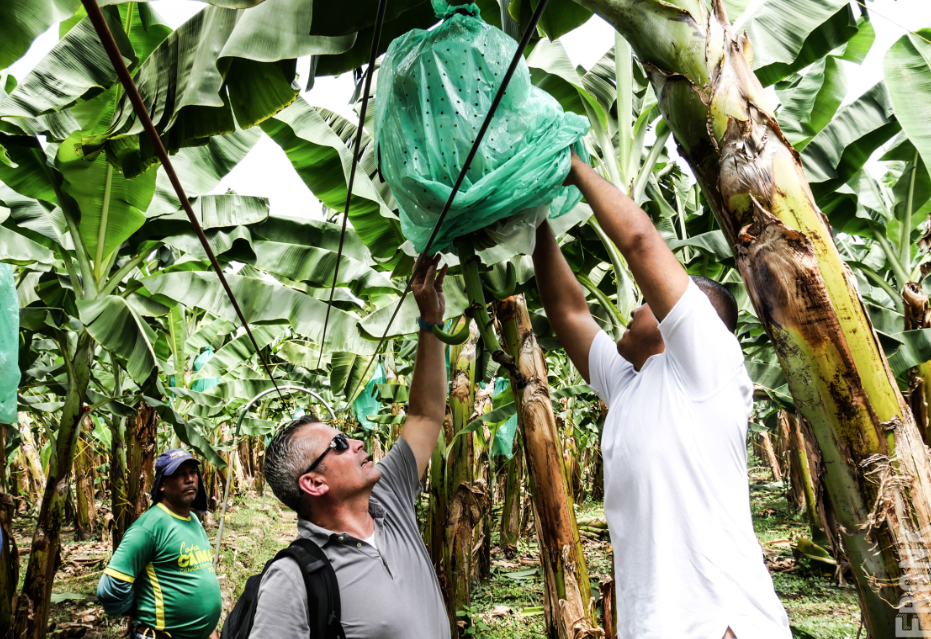 Oud-directeur Chiquita en Randy van Dinter ontketenen bananenrevolutie
