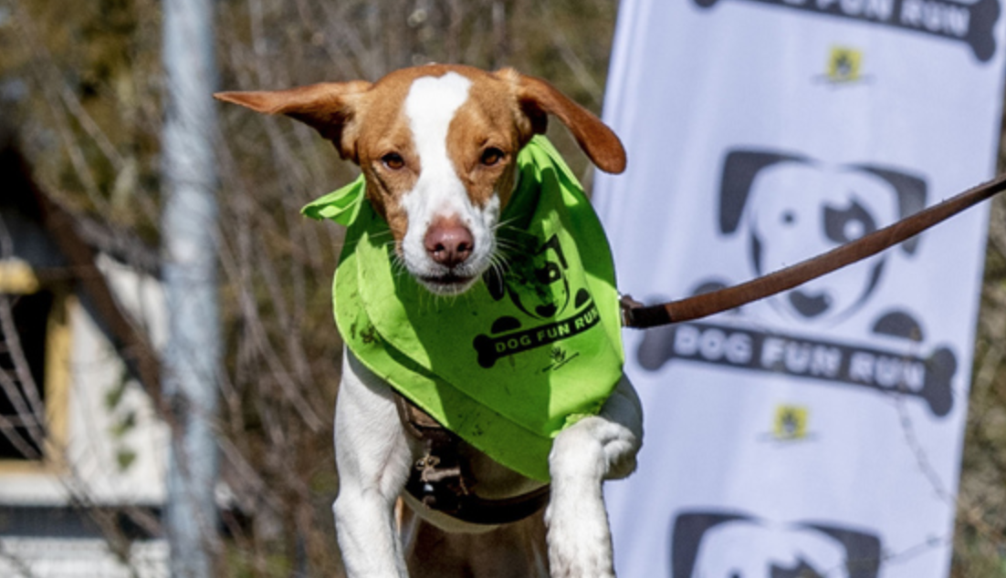 Dog Fun Run: co-creatie tussen The Gardeners & Dierenbescherming