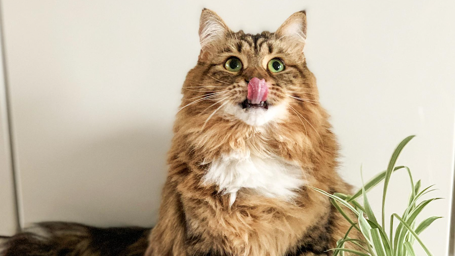 Purina zet kat in als influencer