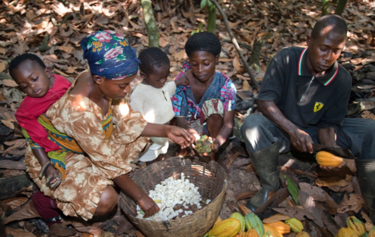 Cacao Barometer eist structurele oplossingen