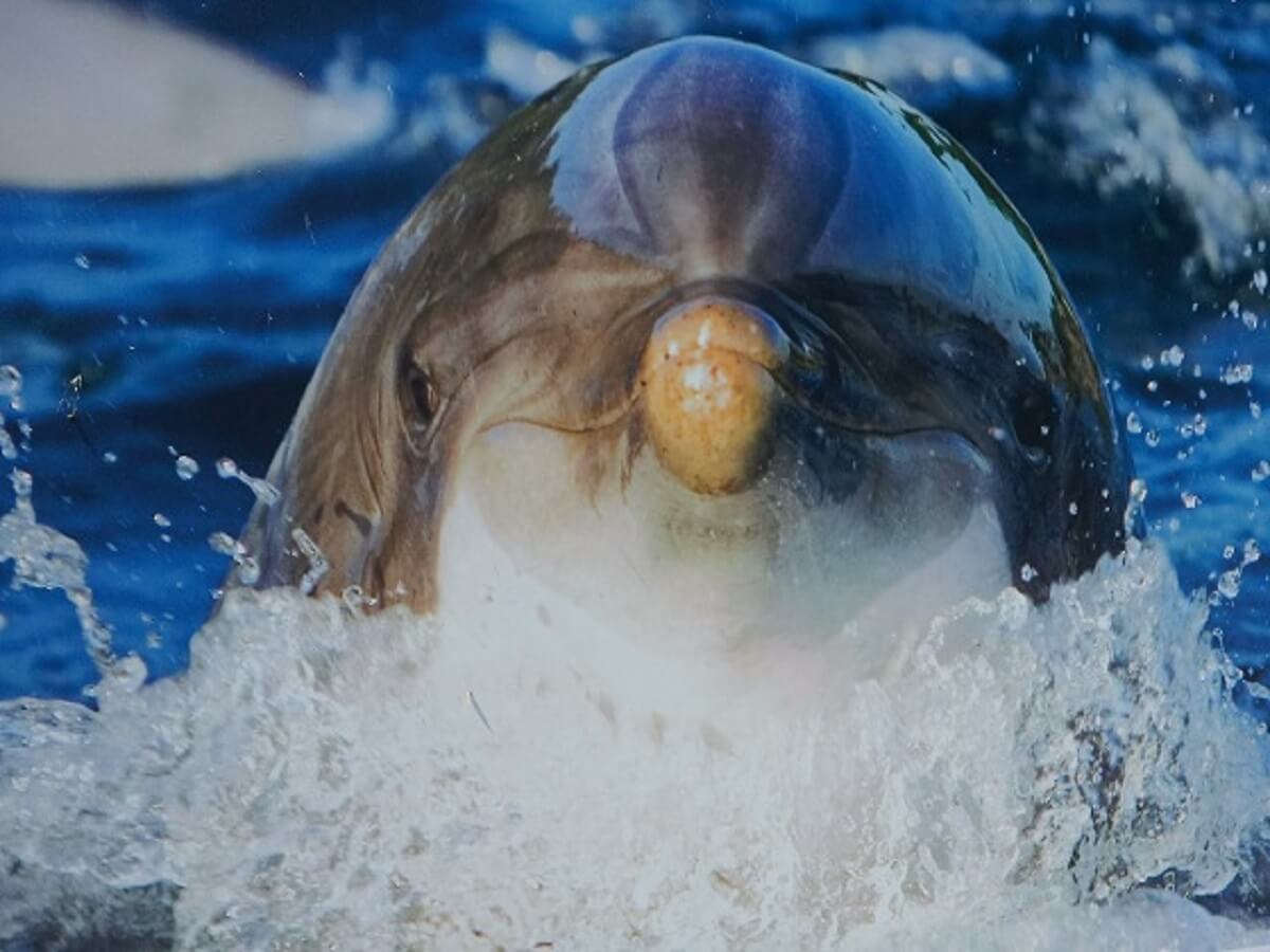 Reclamewaakhond: slogan Dolfinarium is misleidend
