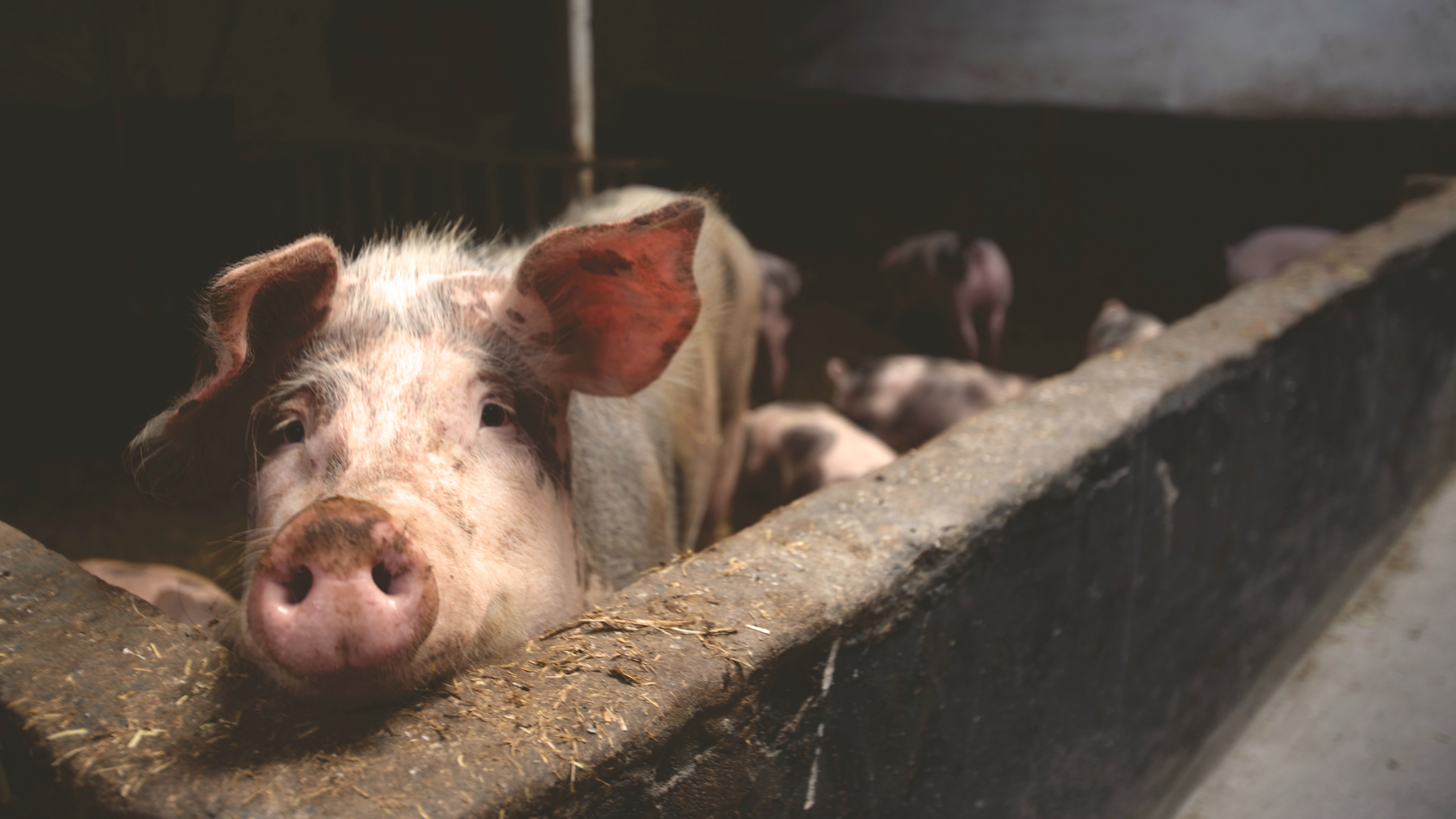 Varkens in Nood verzoekt minister van Dierenwelzijn