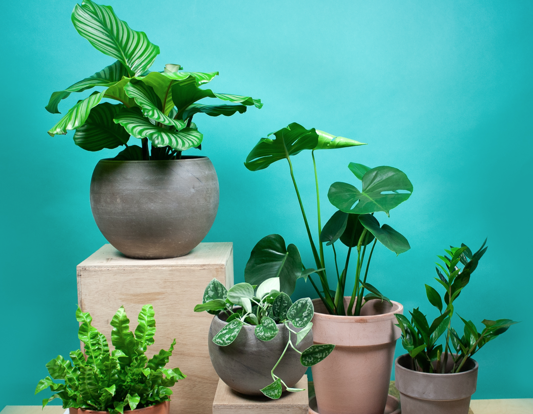 Duurzame plantenwebshop Sprinklr ziet verkoopcijfers spectaculair stijgen