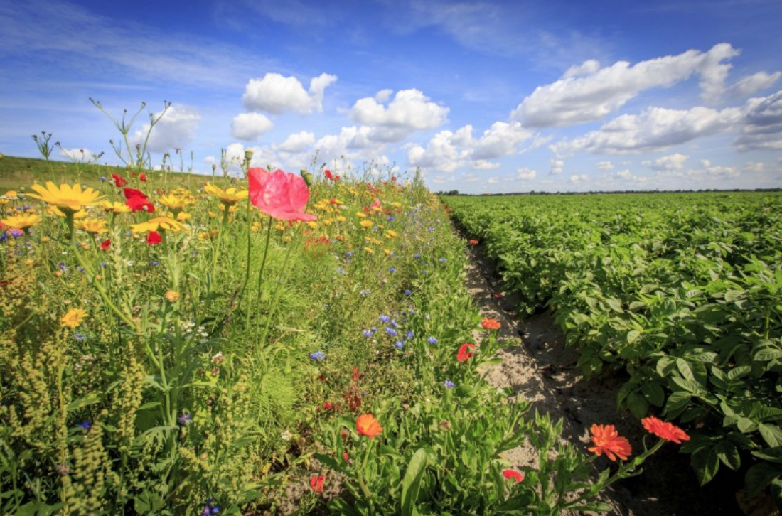 Albert Heijn, Naturalis en IVN openen samen het moestuinseizoen