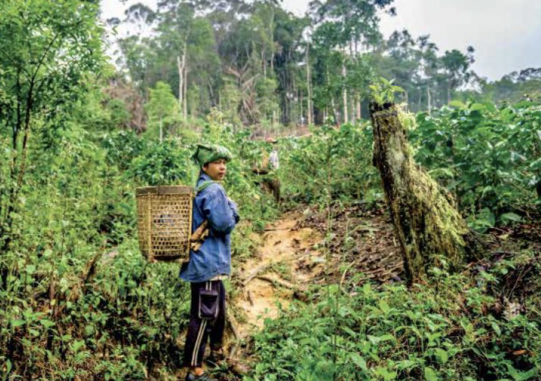 Dove kondigt het Dove Forest Restoration Project aan