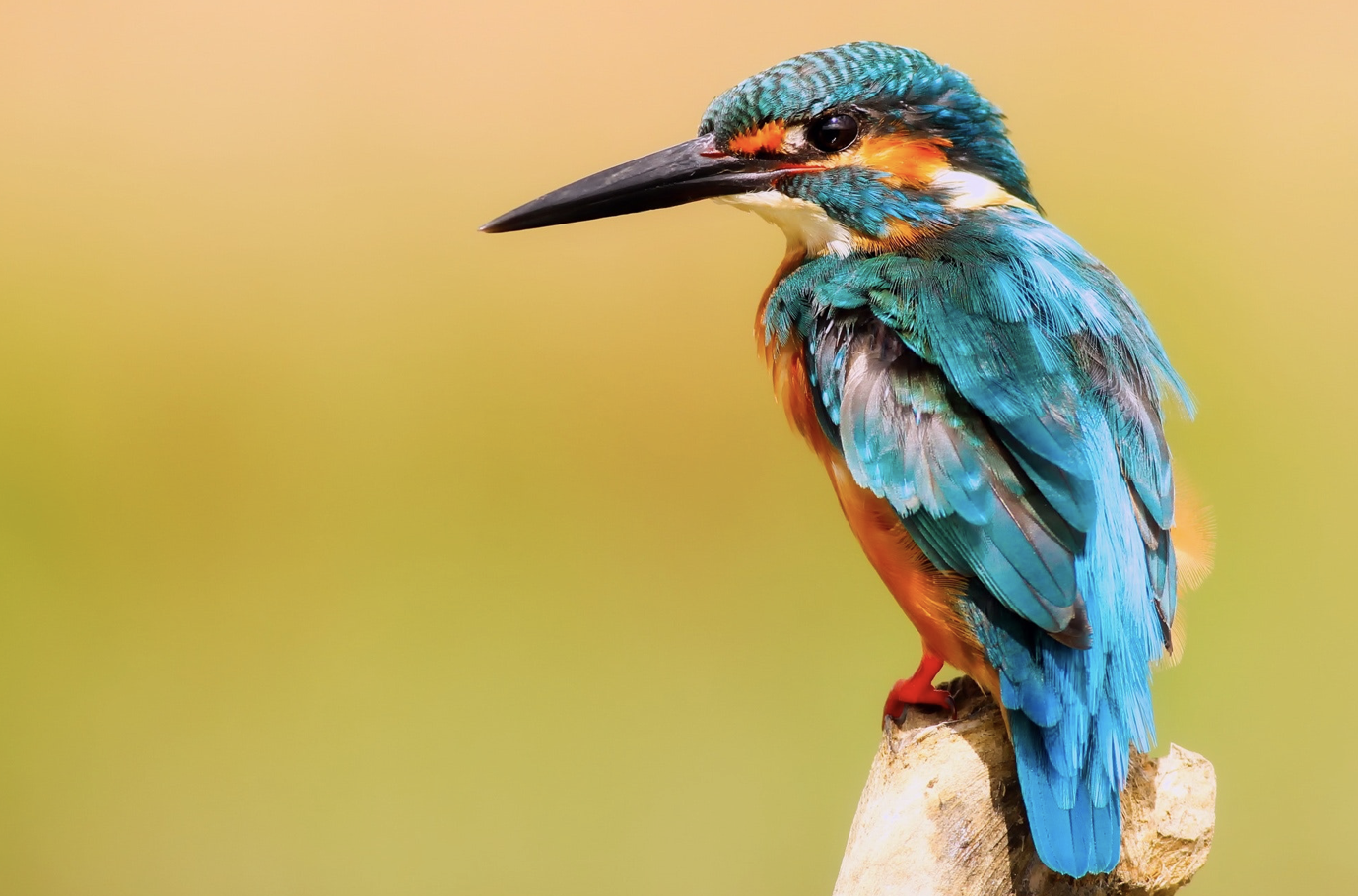 Vogelbescherming kiest met acht partners voor Gardeners
