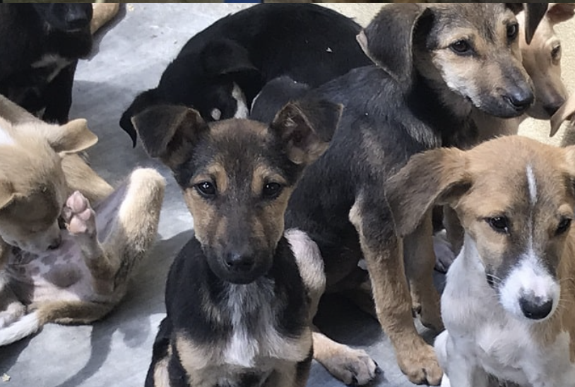 House of Animals lanceert meldpunt foute puppyhandelaren