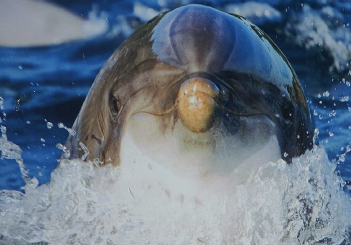 House of Animals dient klacht in tegen Dolfinarium bij Reclame Code Commissie