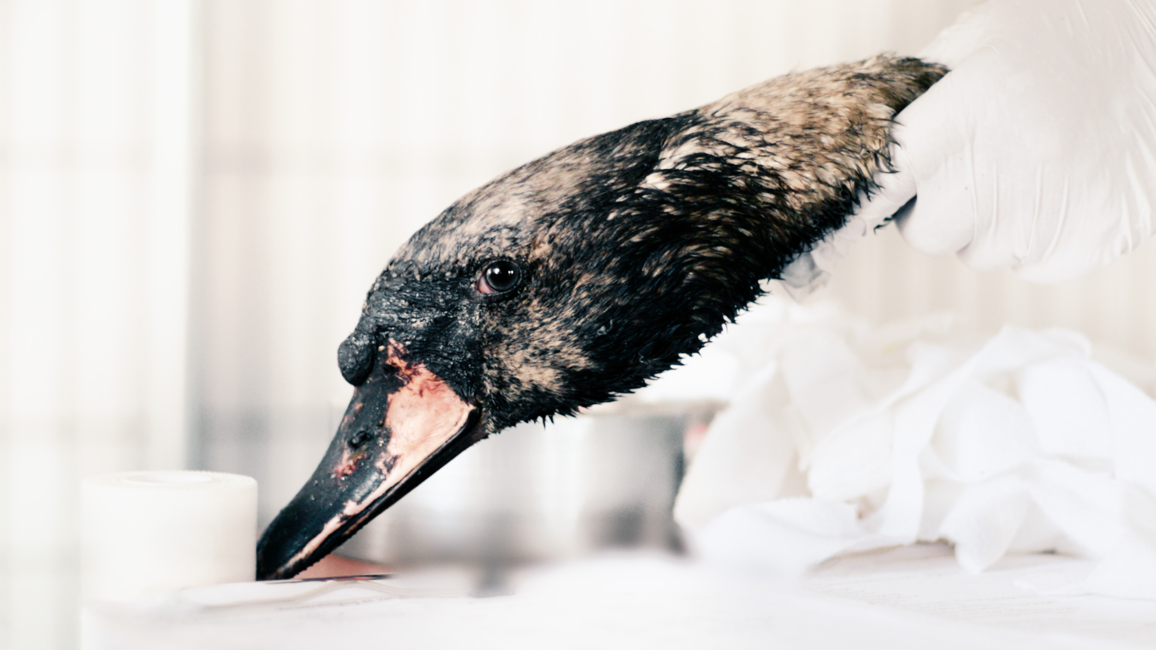 The Swan verdient je aandacht